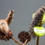 Woolly bear caterpillar