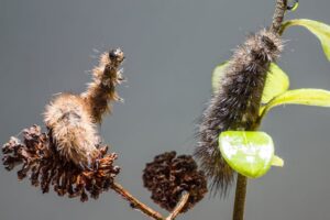 Woolly bear caterpillar