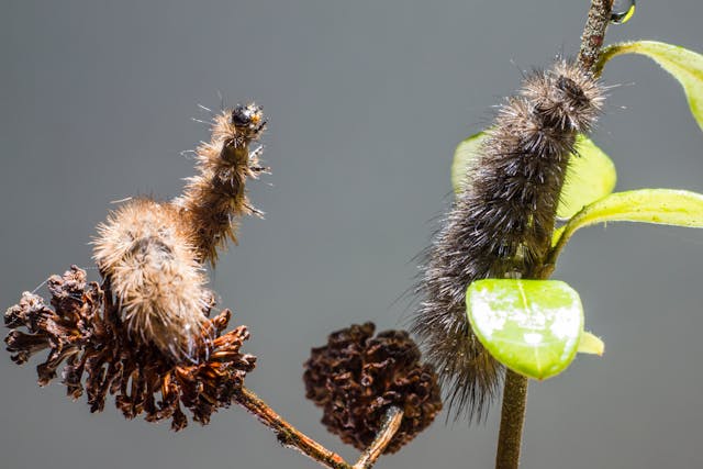 Woolly bear caterpillar