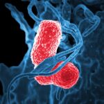 Gut bacteria