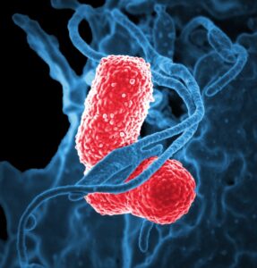 Gut bacteria