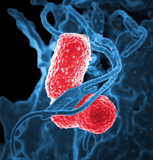Gut bacteria