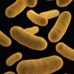 Yeast infection