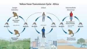 Yellow fever