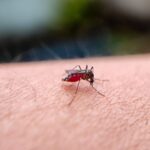 Zika virus