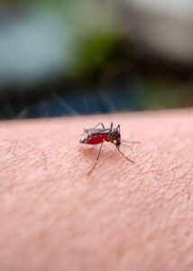 Zika virus